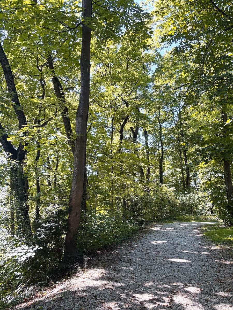 Sonnendurchfluteter Waldweg zwischen Laubbäumen